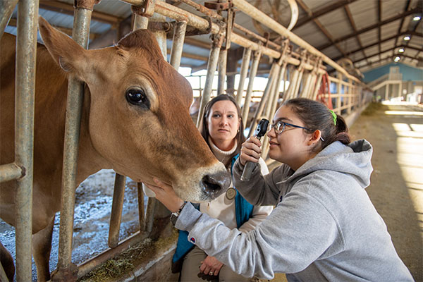 student and professor examining a cow