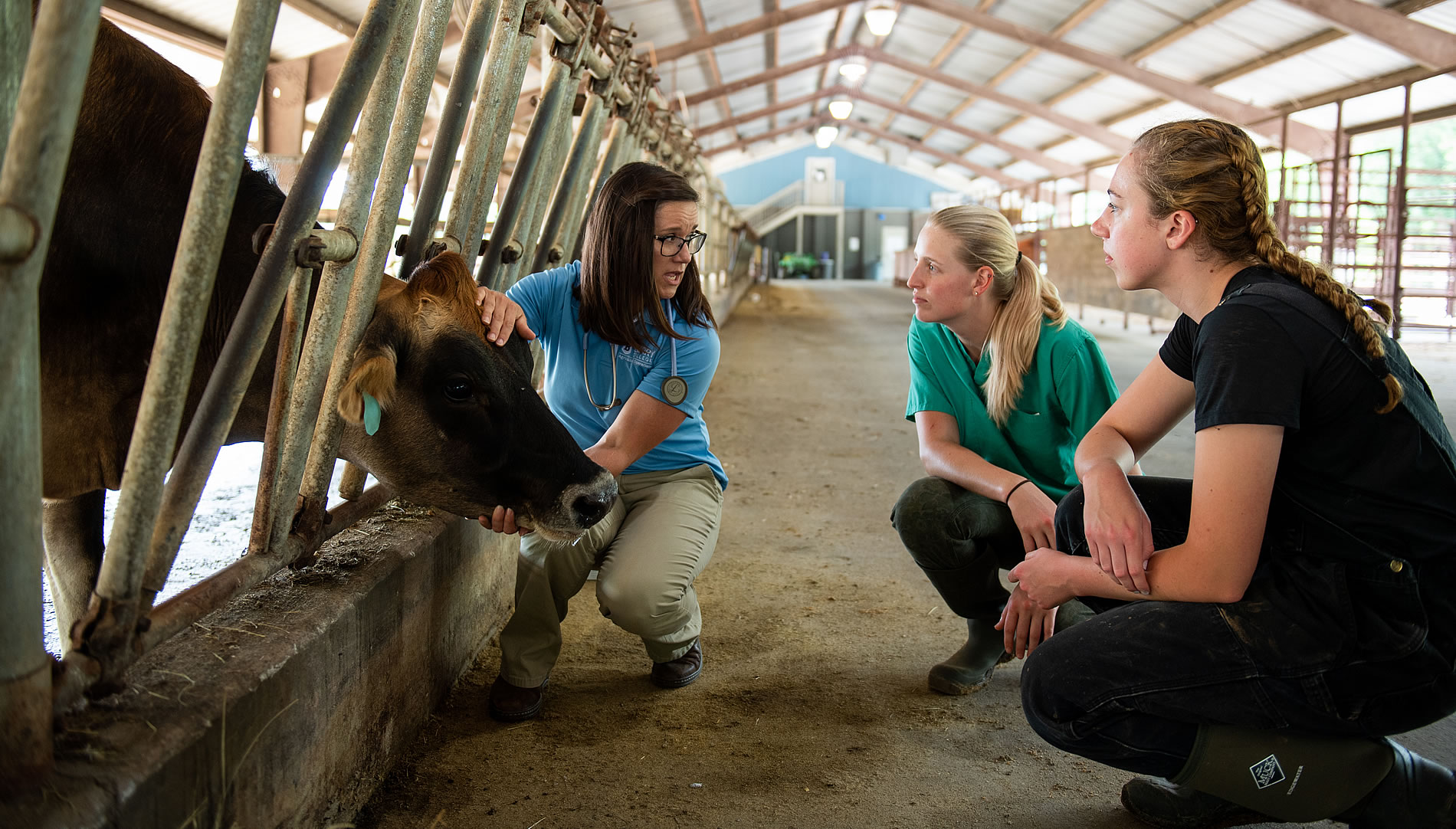 how-to-become-a-veterinarian