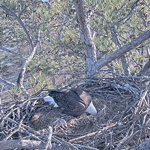 eagle in the nest