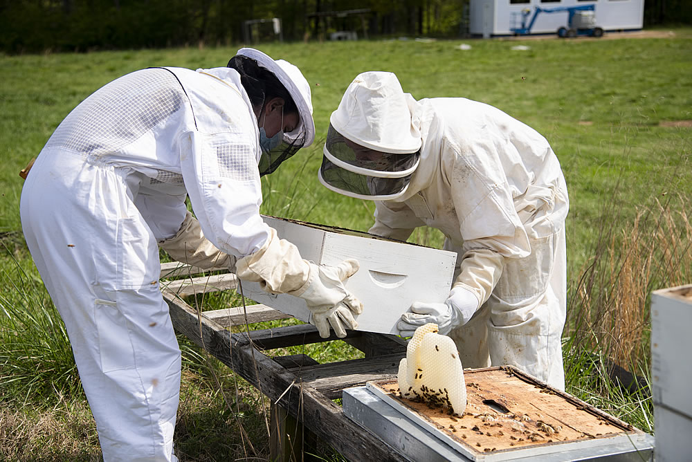 Two students in hive suits perform a hive check for Berry Bees