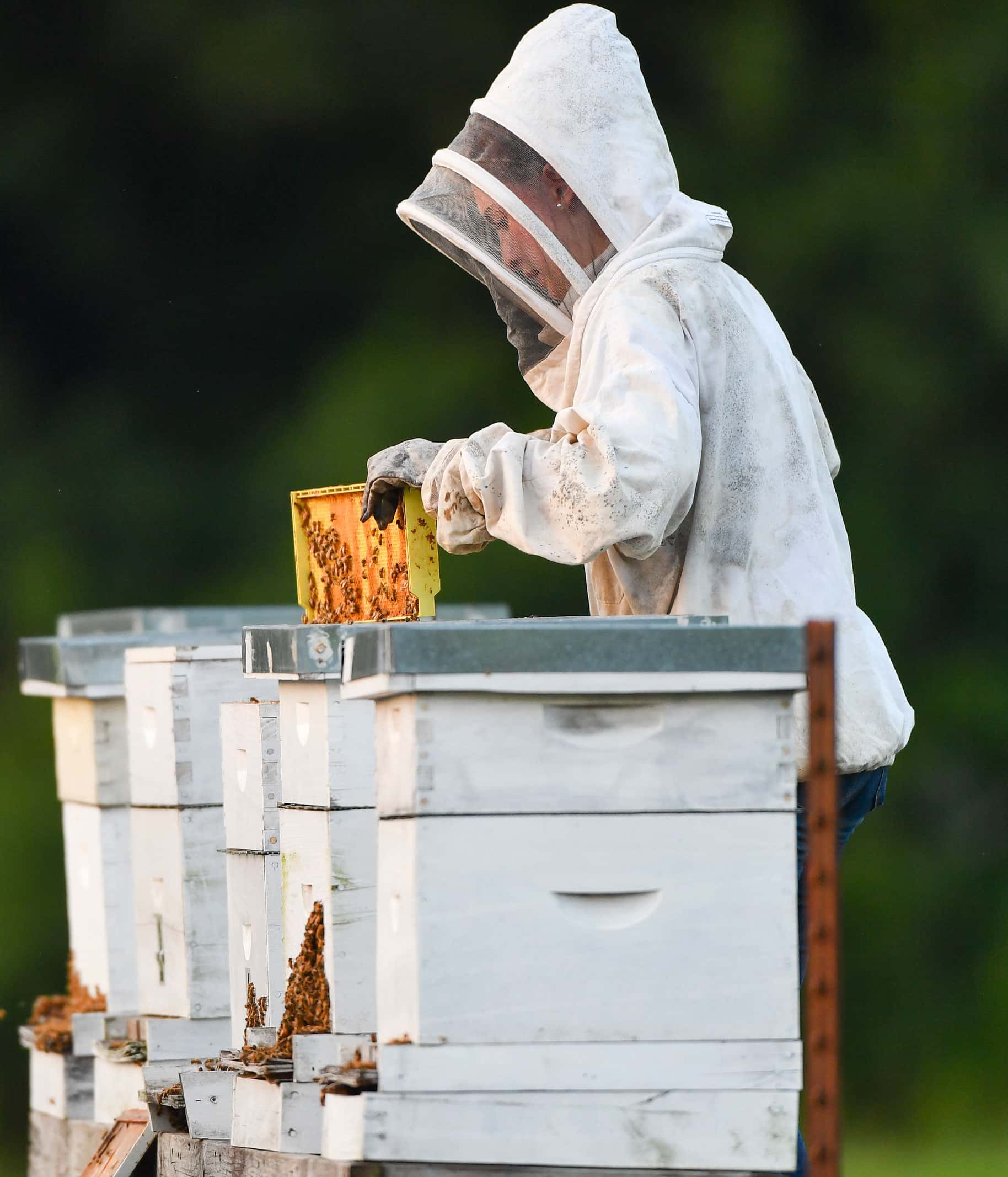 A student performs a hive check while suited up around the bees